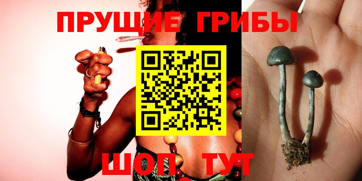 Псилоцибиновые грибы Psilocybe Старая Купавна
